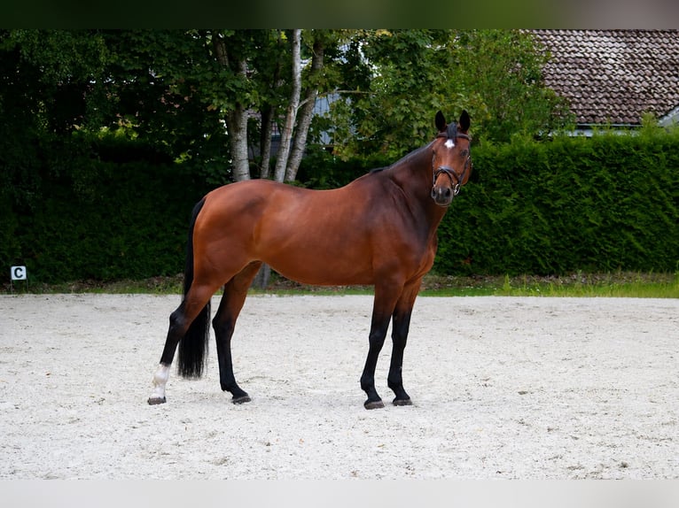 Holsteiner Stute 7 Jahre 170 cm Brauner in Emkendorf