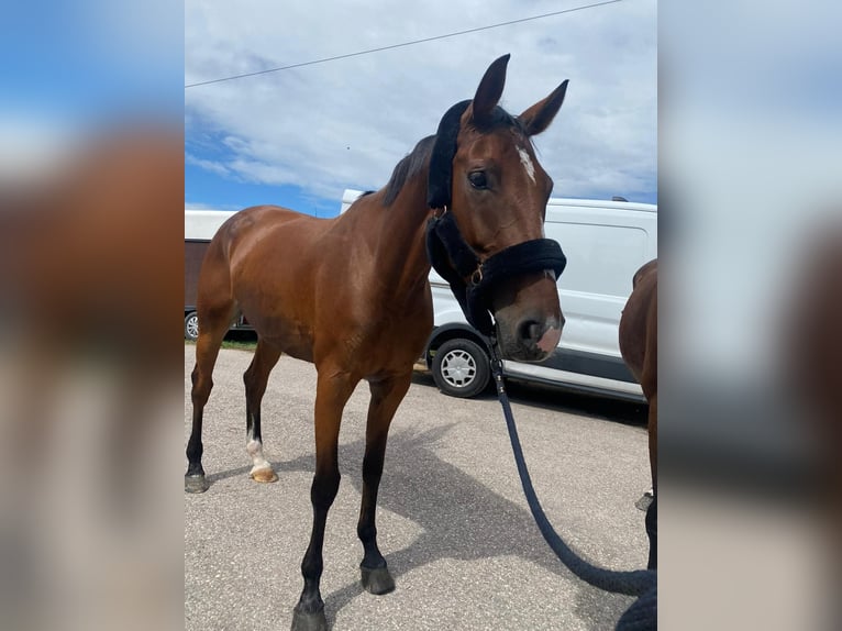 Holsteiner Stute 7 Jahre 170 cm Brauner in Mansuè