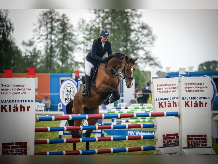 Holsteiner Stute 7 Jahre 170 cm Brauner in Lauchhammer