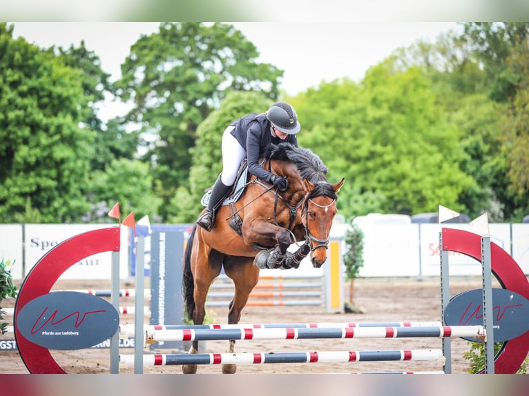 Holsteiner Stute 7 Jahre 170 cm Brauner in Havelberg