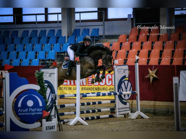 Holsteiner Stute 7 Jahre 170 cm Brauner in Havelberg