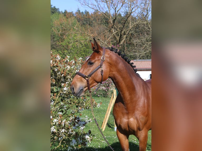 Holsteiner Stute 7 Jahre 170 cm in Erharting