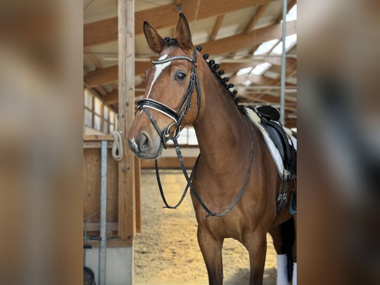 Holsteiner Stute 7 Jahre 170 cm in Erharting