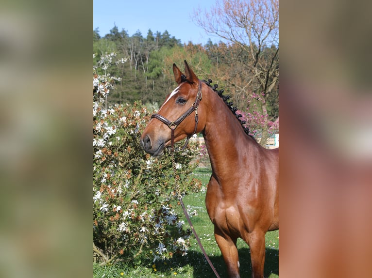 Holsteiner Stute 7 Jahre 170 cm in Erharting