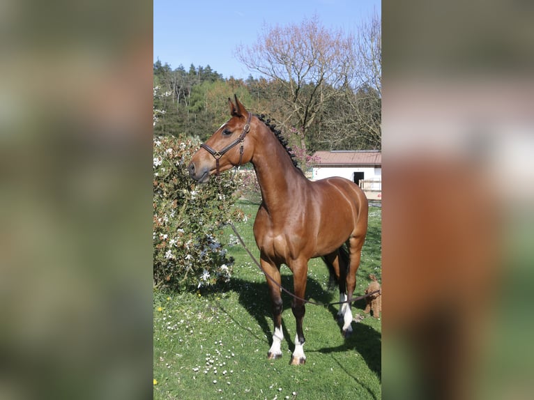 Holsteiner Stute 7 Jahre 170 cm in Erharting