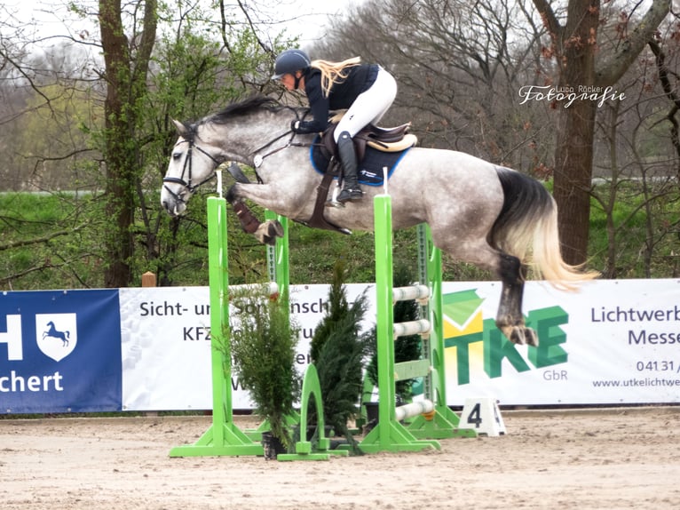 Holsteiner Stute 7 Jahre 170 cm Schimmel in Schulendorf
