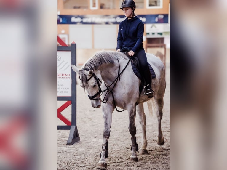 Holsteiner Stute 7 Jahre 171 cm Schimmel in Neukirchen