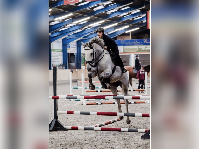 Holsteiner Stute 7 Jahre 171 cm Schimmel in Neukirchen