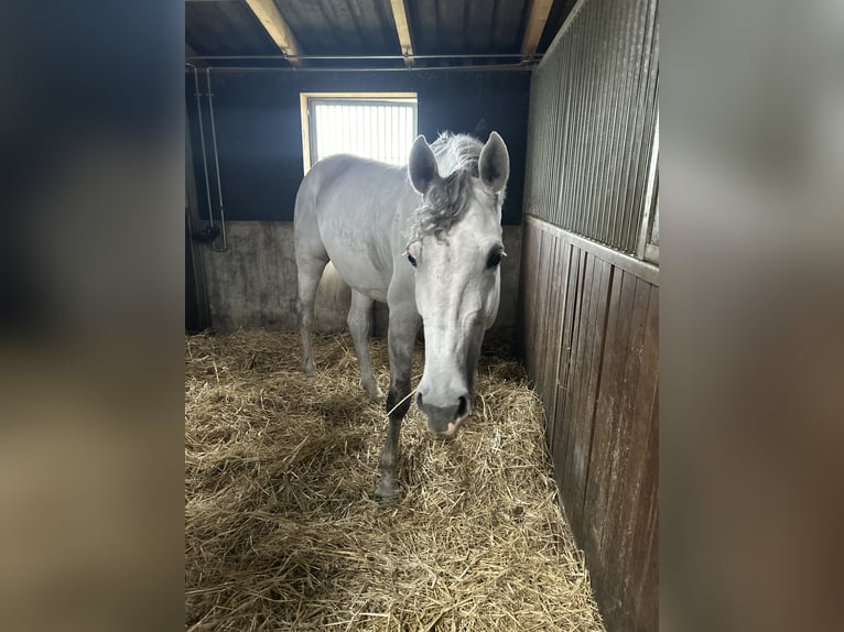 Holsteiner Stute 7 Jahre 171 cm Schimmel in Neukirchen