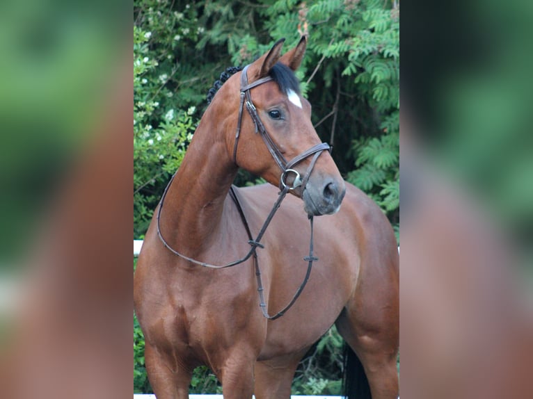 Holsteiner Stute 7 Jahre 172 cm Brauner in Nowy Tomysl