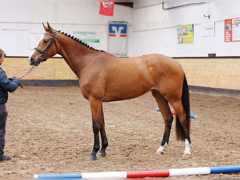 Holsteiner Stute 7 Jahre 173 cm Brauner in Wöhrden
