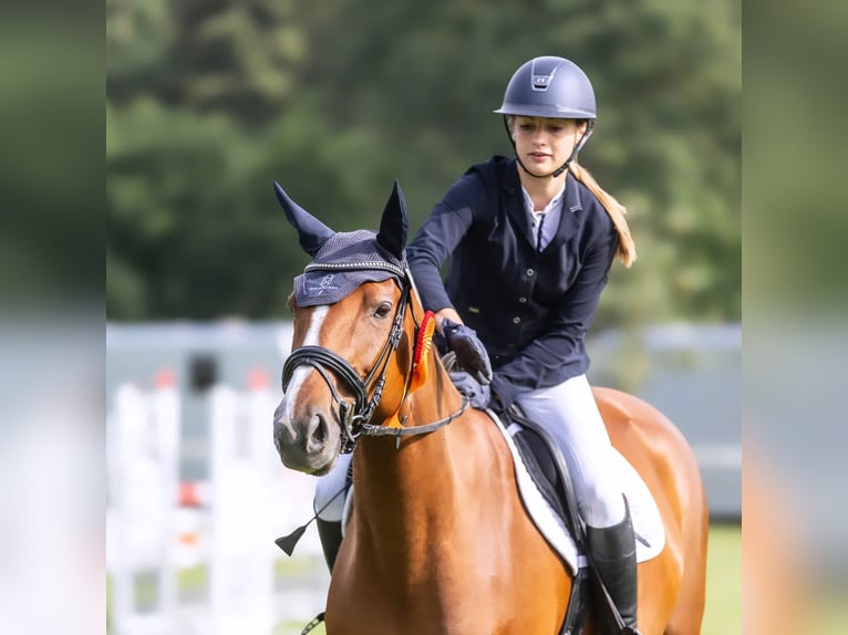 Holsteiner Stute 7 Jahre 173 cm Fuchs in Neuengörs