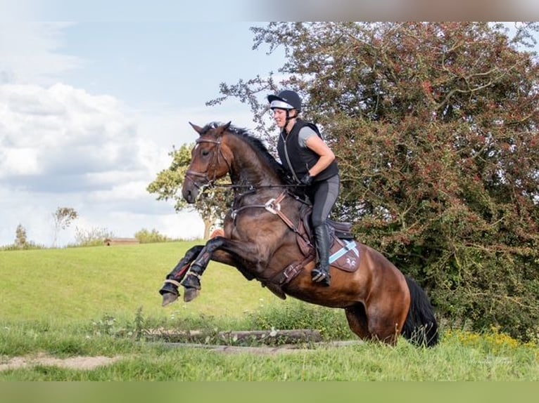 Holsteiner Stute 7 Jahre 174 cm Brauner in Bovenau