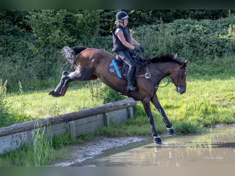 Holsteiner Stute 7 Jahre 174 cm Brauner in Bovenau