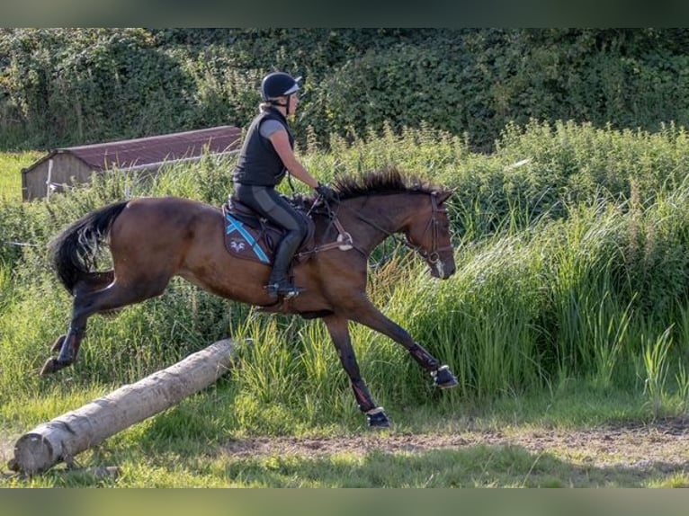 Holsteiner Stute 7 Jahre 174 cm Brauner in Bovenau