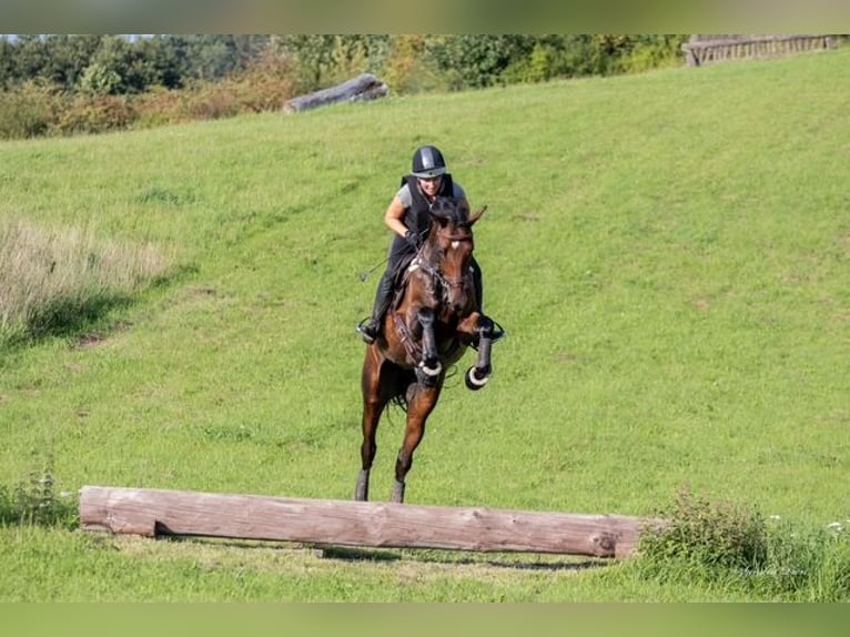 Holsteiner Stute 7 Jahre 174 cm Brauner in Bovenau