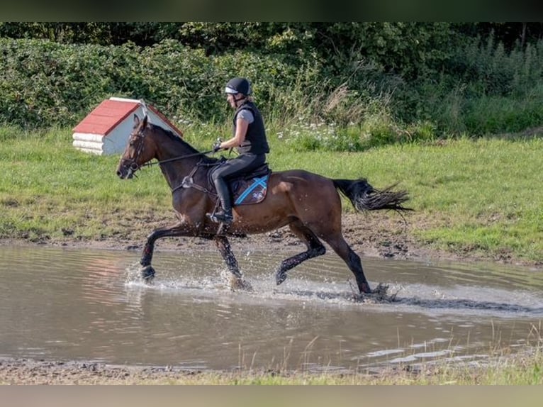 Holsteiner Stute 7 Jahre 174 cm Brauner in Bovenau