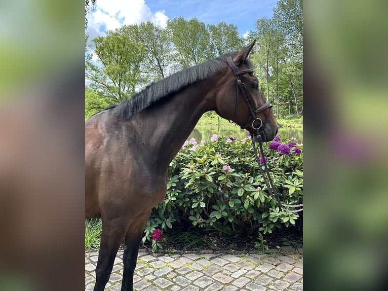 Holsteiner Stute 7 Jahre 174 cm Brauner in Bovenau