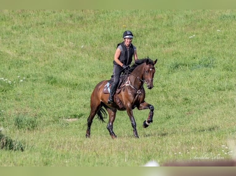 Holsteiner Stute 7 Jahre 174 cm Brauner in Bovenau