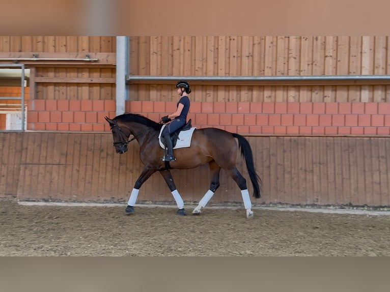 Holsteiner Stute 7 Jahre 174 cm Dunkelbrauner in Hanau