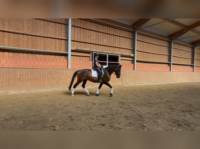 Holsteiner Stute 7 Jahre 174 cm Dunkelbrauner in Hanau