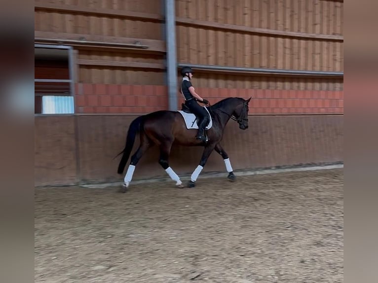 Holsteiner Stute 7 Jahre 174 cm Dunkelbrauner in Hanau