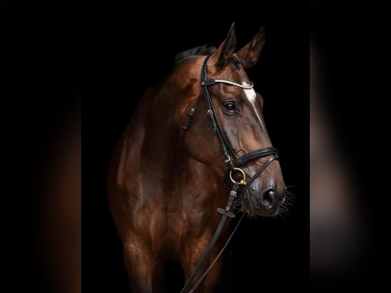 Holsteiner Stute 7 Jahre 174 cm Dunkelbrauner in Hanau