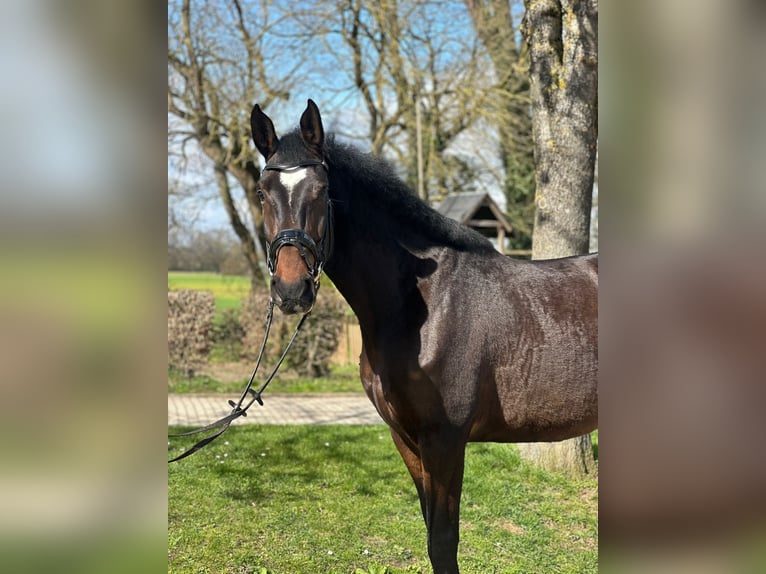 Holsteiner Stute 7 Jahre 175 cm Dunkelbrauner in Hanau