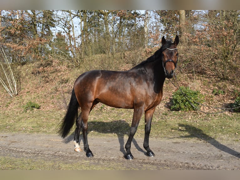 Holsteiner Stute 7 Jahre 175 cm Dunkelbrauner in Schmilau