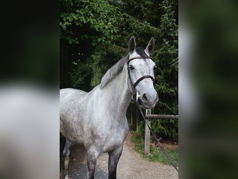 Holsteiner Stute 7 Jahre 175 cm Schimmel in Dielsdorf