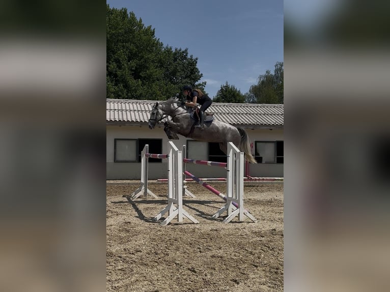 Holsteiner Stute 7 Jahre 175 cm Schimmel in Dielsdorf