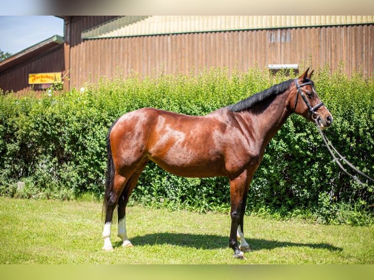 Holsteiner Stute 8 Jahre 160 cm Brauner in Spratzern