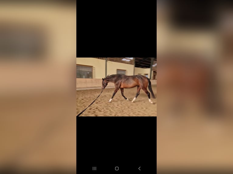 Holsteiner Stute 8 Jahre 160 cm Brauner in St. Pölten