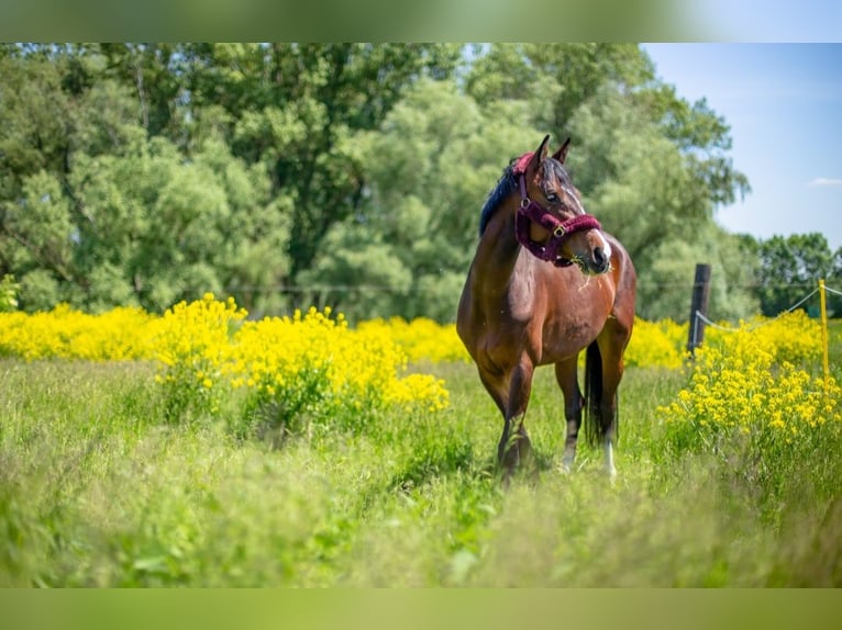 Holsteiner Stute 8 Jahre 160 cm Brauner in St. Pölten