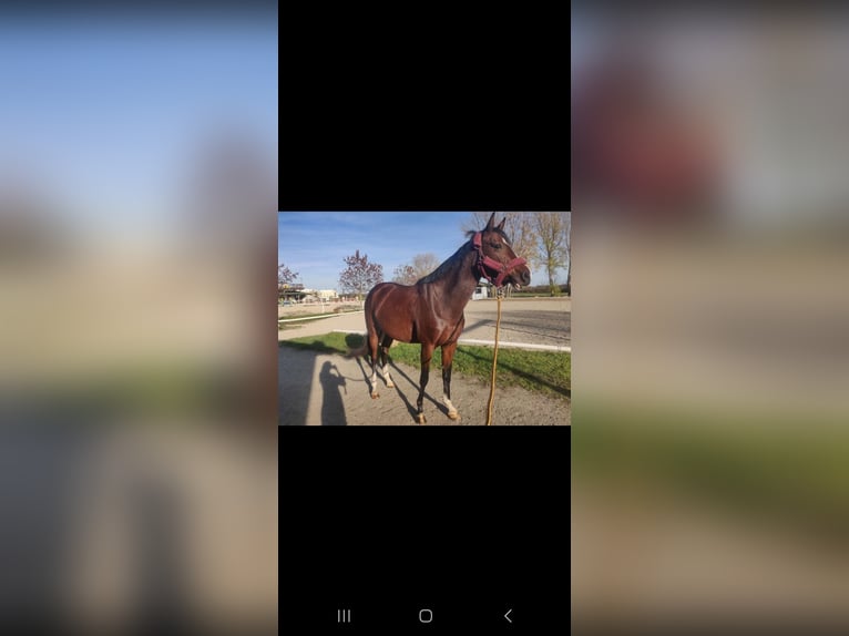Holsteiner Stute 8 Jahre 160 cm Brauner in St. Pölten