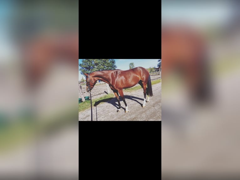 Holsteiner Stute 8 Jahre 160 cm Brauner in St. Pölten