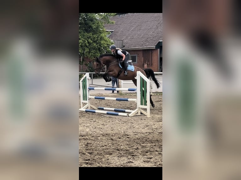 Holsteiner Stute 8 Jahre 162 cm Brauner in Schretstaken