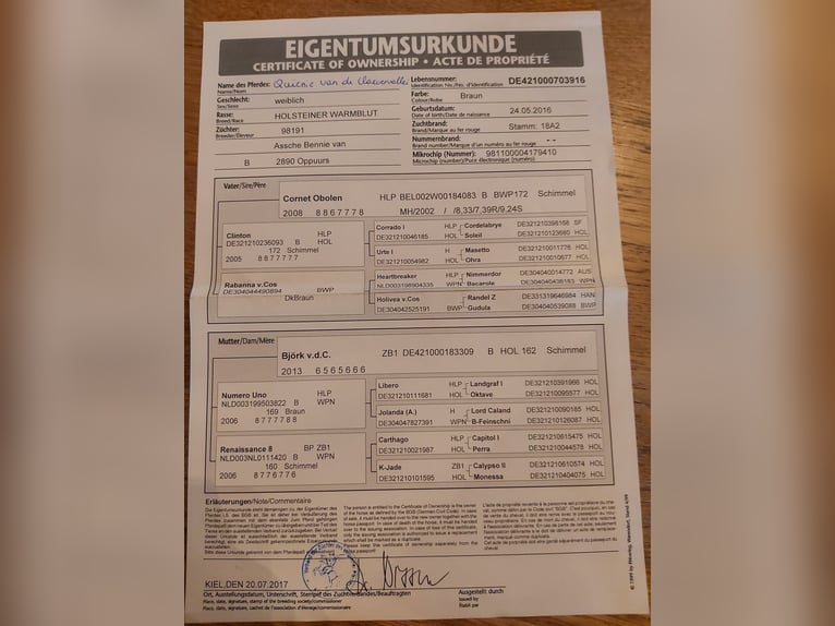 Holsteiner Stute 8 Jahre 162 cm Brauner in Oppuurs