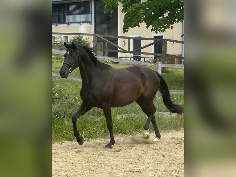 Holsteiner Stute 8 Jahre 163 cm Rappe in Lichtenau im M&#xFC;hlkreis