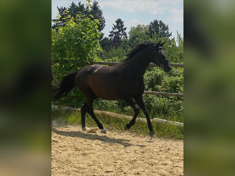 Holsteiner Stute 8 Jahre 163 cm Rappe in Lichtenau im M&#xFC;hlkreis