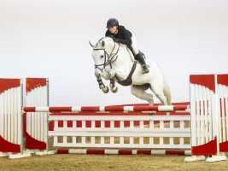 Holsteiner Stute 8 Jahre 163 cm Schimmel in Waddinxveen