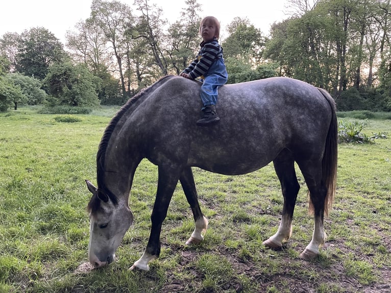 Holsteiner Stute 8 Jahre 163 cm Schimmel in Z&#xFC;lpich
