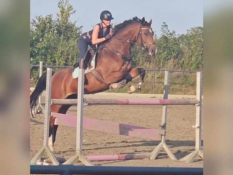 Holsteiner Stute 8 Jahre 164 cm Brauner in Ahrensbök