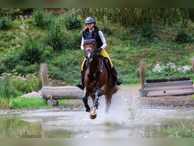 Holsteiner Stute 8 Jahre 164 cm Brauner in Ahrensbök