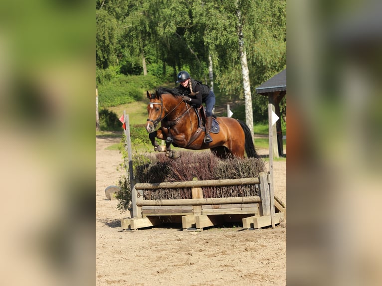 Holsteiner Stute 8 Jahre 164 cm Brauner in Ahrensbök