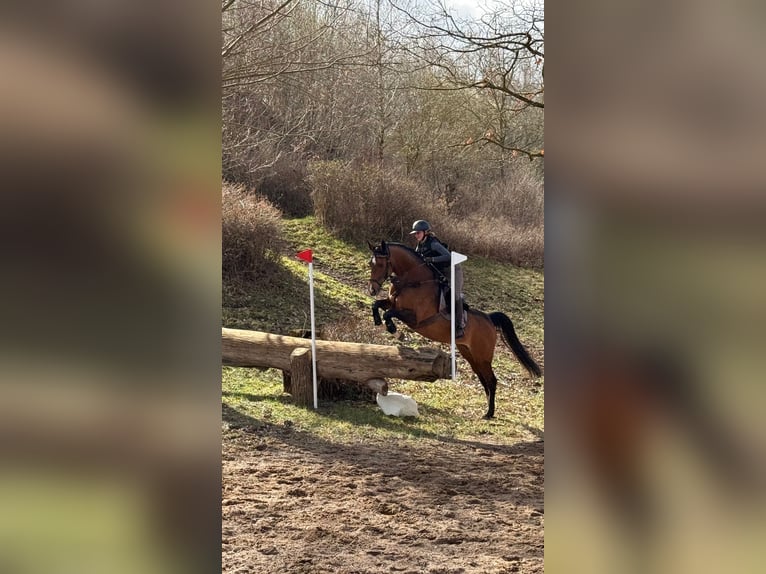 Holsteiner Stute 8 Jahre 164 cm Brauner in Ahrensbök