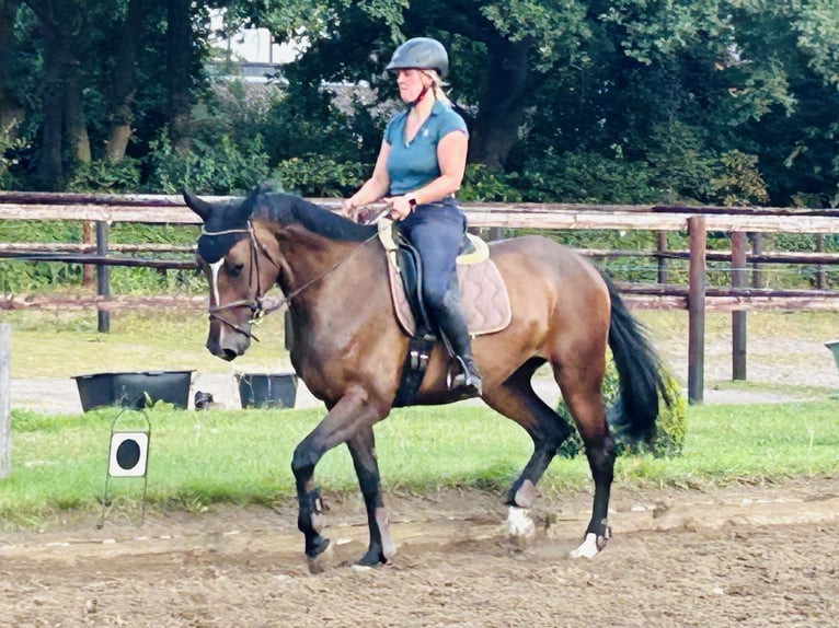 Holsteiner Stute 8 Jahre 164 cm Brauner in Negernb&#xF6;tel