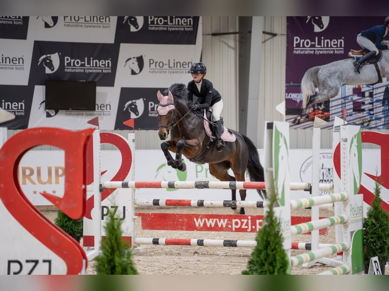 Holsteiner Stute 8 Jahre 164 cm Rotbrauner in Łódź
