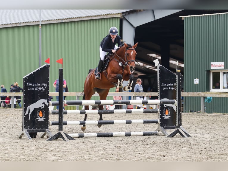 Holsteiner Stute 8 Jahre 165 cm Brauner in Sch&#xF6;nhorst