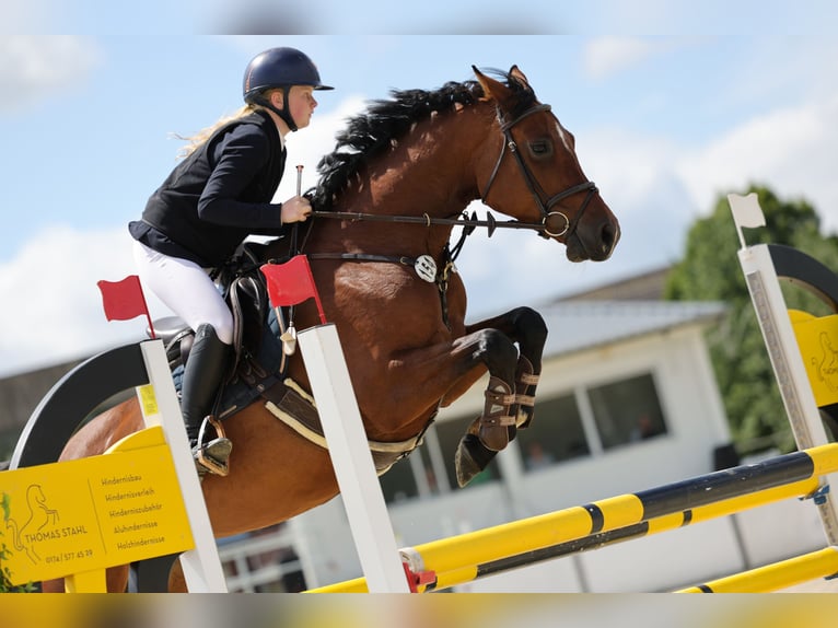 Holsteiner Stute 8 Jahre 165 cm Brauner in Sch&#xF6;nhorst